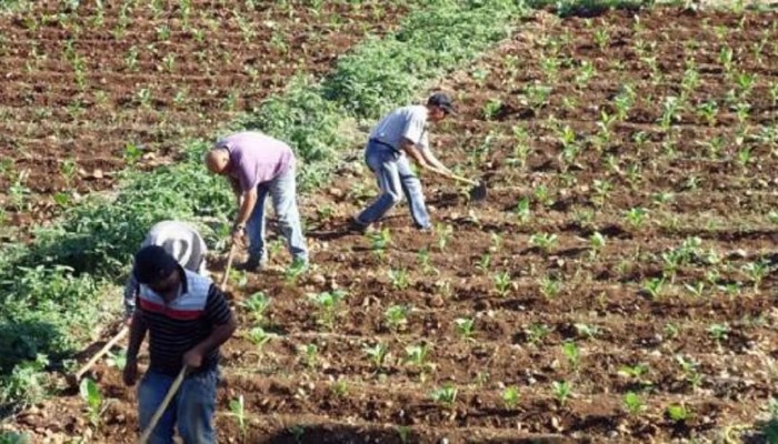 من 400 جنيه إلى 45 ألفًا للفدان.. كيف تُحوِّل “أوقاف السيسي” أرض الفلاحين إلى ماكينة جباية قاسية؟