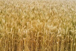 أكذوبة "الاكتفاء" ومقامرة "المستقبل".. كيف يتلاعب نظام السيسي برغيف خبز المصريين عبر "عسكرة" الاستيراد؟