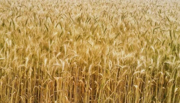 أكذوبة "الاكتفاء" ومقامرة "المستقبل".. كيف يتلاعب نظام السيسي برغيف خبز المصريين عبر "عسكرة" الاستيراد؟