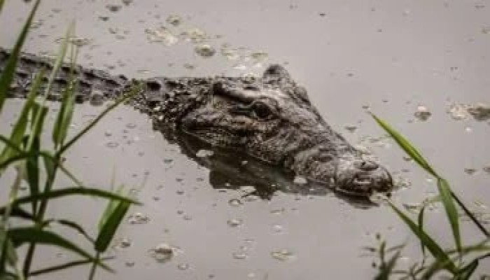 "تماسيح" في مصارف الشرقية.. الإهمال الحكومي يُحوّل حياة أهالي قرية الزوامل ببلبيس إلى "فيلم رعب"