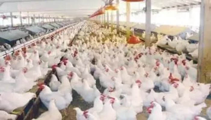 رئيس شعبة الثروة الداجنة يدق ناقوس الخطر: مافيا "السماسرة" تدير السوق.. وصناعة الدواجن على حافة الانهيار الكامل