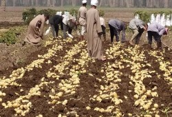 "عقاب جماعي" للفلاحين.. مزارعو البطاطس يواجهون الإفلاس والحكومة "تتفرج": كيف تحوّل "المحصول الذهبي" إلى كارثة اقتصادية؟