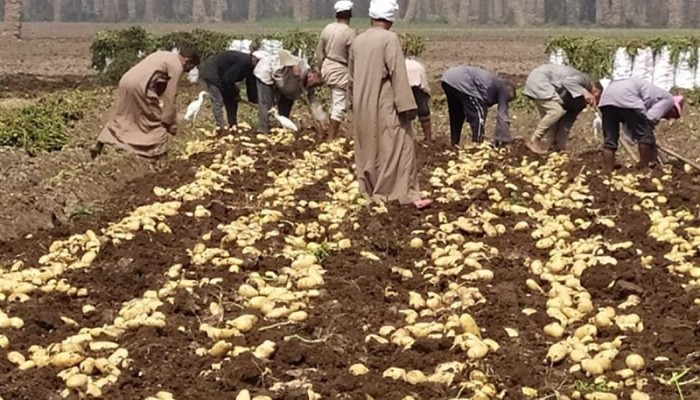 "عقاب جماعي" للفلاحين.. مزارعو البطاطس يواجهون الإفلاس والحكومة "تتفرج": كيف تحوّل "المحصول الذهبي" إلى كارثة اقتصادية؟