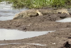 فيديو || من شاطئ الإسكندرية إلى قرى الشرقية.. لغز التماسيح في المحافظات المصرية