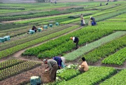زيادة إيجارات الأراضي الزراعية تُعمّق مشاكل الفلاحين بعد ارتفاع أسعار الأسمدة والوقود والكهرباء والنقل والفوائد البنكية