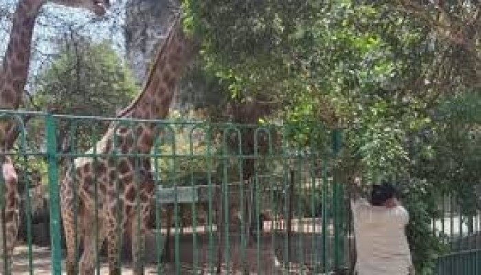 خصخصة النفس الأخير للفقراء: كيف حوّل السيسي حديقتي الحيوان والأورمان إلى ثكنة استثمارية لعصابة العسكر