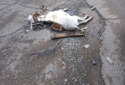 مأساة الكهرباء بالفيوم: مصرع طفل وإصابة آخر وصعق رجل على خلفية أسلاك مكشوفة