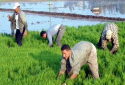 ارتباك في سوق إيجار الأراضي الزراعية بالمحافظات... الزيادات الحكومية تهدد صغار الفلاحين والأمن الغذائي