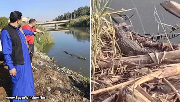 شاهد|| تماسيح كبيرة في مصارف وقرى الشرقية.. ورعب بين أهالي بلبيس والزوامل وسط صمت حكومي