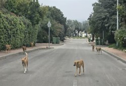 40 مليون كلب ضال يهددون شوارع مصر... والنفايات وعجز الحكومة يفاقمان المأساة