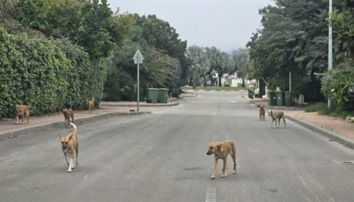 40 مليون كلب ضال يهددون شوارع مصر... والنفايات وعجز الحكومة يفاقمان المأساة