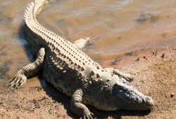 مع تكرار ظهورها من وقت لآخر.. كيف تسللت التماسيح إلى الترع والمصارف لتثير الفزع بين الأهالي؟  