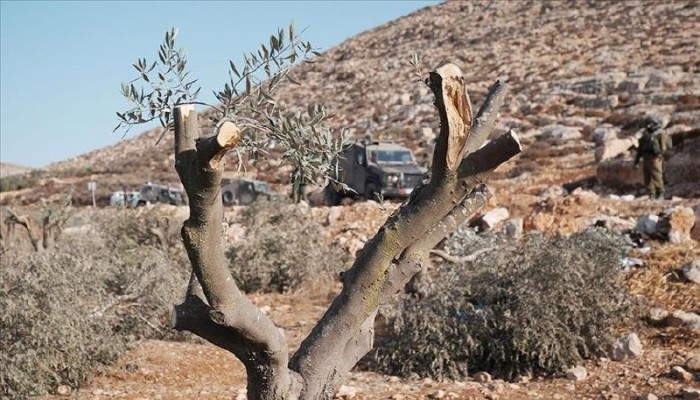 "مجزرة شجر الزيتون" في ترمسعيا.. جرافات الاحتلال تلتهم الأخضر واليابس لتمهيد طريق الاستيطان