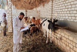 نفوق 500 رأس ماشية بالمنوفية.. والماشية تموت بـ"الحمى القلاعية" والحكومة تكذب وتتفرج!
