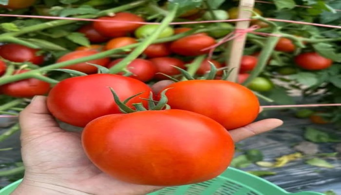 نقيب الفلاحين يحذر من جنون كبير بأسعار الطماطم في الأيام القادمة.. والذروة ستكون برمضان والعيد