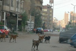 شوارع المحافظات بلا أمان.. الكلاب الضالة تحاصر المواطنين وتكشف عجز الحلول الرسمية