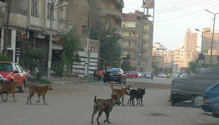 شوارع المحافظات بلا أمان.. الكلاب الضالة تحاصر المواطنين وتكشف عجز الحلول الرسمية