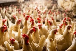 قبل رمضان.. خبراء ومربون يحذرون: سياسات الانقلاب تهدد بانفجار أسعار الدواجن وتجريف صغار المربين