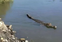 بالفيديو|| مخاوف تتجدد بالشرقية بعد رصد تمساح جديد داخل مصرف بأبو حماد