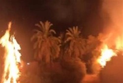 حريق هائل يلتهم 21 نخلة زينة في قطعة أرض زراعية بالشرقية