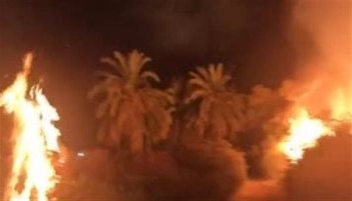 حريق هائل يلتهم 21 نخلة زينة في قطعة أرض زراعية بالشرقية