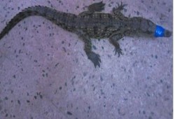 خبراء يكشفون أسباب ظهور التماسيح في الدلتا: تدخل بشري وتخلص غير مشروع