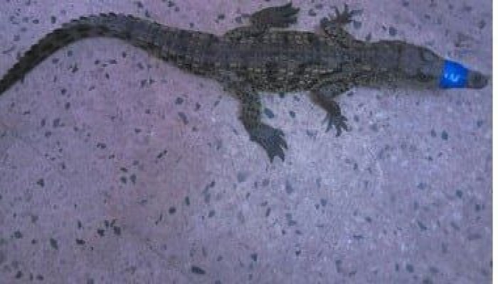 خبراء يكشفون أسباب ظهور التماسيح في الدلتا: تدخل بشري وتخلص غير مشروع