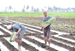 من “سلة غذاء” إلى “عبء وديون”: كيف دمرت سياسات السيسي الفلاح المصري وحولت السيادة الغذائية إلى تسول