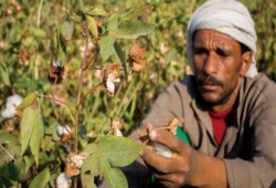 بالتفاصيل... سياسات السيسي تذبح القطن المصري وتفقر الفلاح وتنهي أسطورة "طويل التيلة"