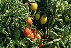 الطماطم تشتعل والحكومة تتفرج: فشل التخطيط يضرب جيوب المواطنين قبل رمضان