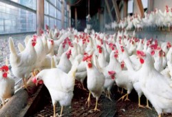 80 جنيهًا للكيلو.. الدواجن تشعل غضب المواطنين بعد إحجام المربين بسبب زيادة تكلفة الإنتاج