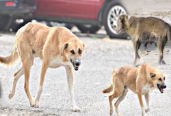 طالب هندسة يلقى حتفه بالمعادي دهسًا تحت عجلات أتوبيس مدرسي بعدما طاردته كلاب ضالة