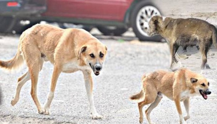 طالب هندسة يلقى حتفه بالمعادي دهسًا تحت عجلات أتوبيس مدرسي بعدما طاردته كلاب ضالة