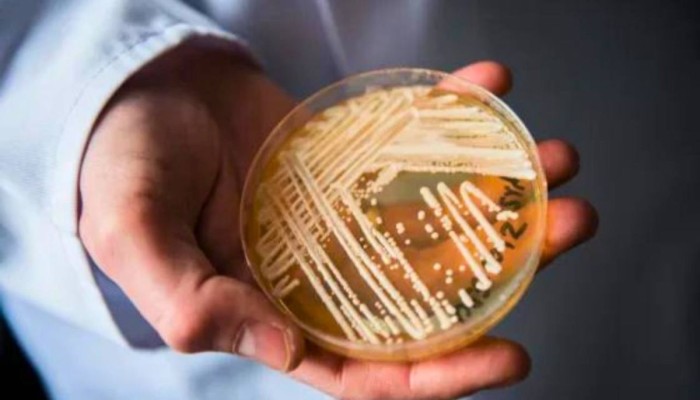 مقاوم للمضادات الحيوية.. تحذير من انتشار فطر مميت في 60 دولة 