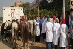 نقص 80% من الأطباء البيطريين يهدد حياة المواطنين.. الحكومة تترك المجازر والأسواق دون رقابة