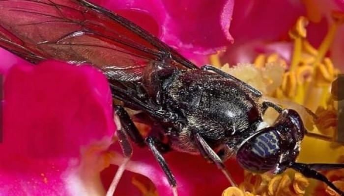 مشروع الموت.. الحكومة تزرع “ذبابة الجندي الأسود” الأمريكية في الأراضي المصرية وتعرض الشعب لأمراض قاتلة