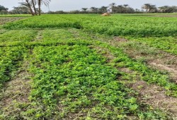 حرمان الفلاحين من السماد المدعم للبرسيم تهديد قاتل للثروة الحيوانية