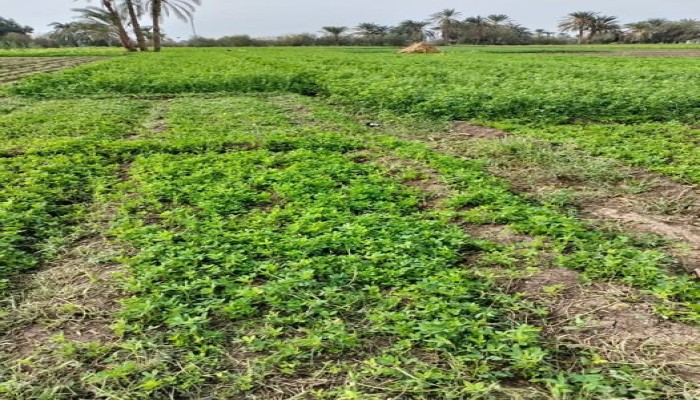 حرمان الفلاحين من السماد المدعم للبرسيم تهديد قاتل للثروة الحيوانية