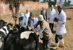 الطب البيطري في زمن الانقلاب: وقف التعيينات يُهدد صحة المصريين.. وعقود "الاستعانة" تُهين الكرامة