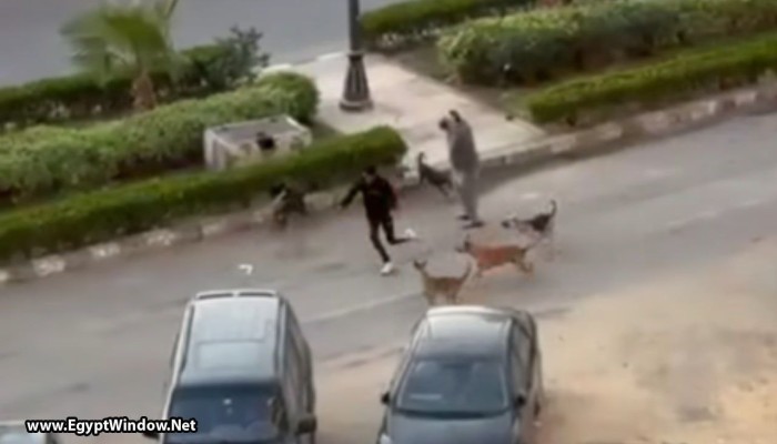 من المعمورة الشاطئ إلى المعادي.. الكلاب تحصد الأرواح وتكشف عجز الحلول الرسمية