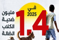مليون و400 ألف ضحية في عام واحد: أزمة الكلاب الضالة في مصر بين الفشل الإداري والخطر الصحي