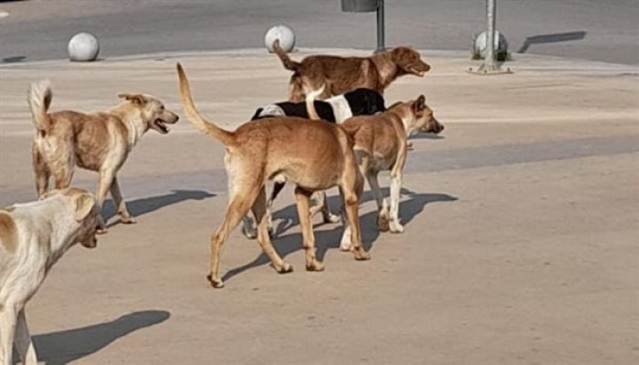 من الكلاب الضالة إلى الاقتصاد المنهك.. كيف تحوّلت ثورة يناير إلى شماعة لكل إخفاقات النظام؟