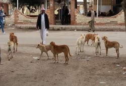 الكلاب الضالة بمصر تعقر مليون و400 ألف مواطن في عام
