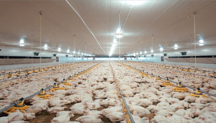 قبل رمضان.. أسعار الدواجن على صفيح ساخن والغلاء يهدد موائد المصريين