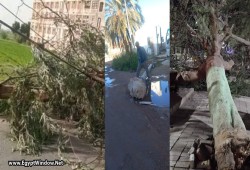 بالصور|| سقوط أشجار وأعمدة إنارة ولوحات إعلانية بعدة محافظات بسبب سوء الأحوال الجوية