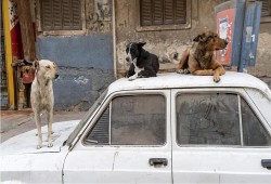 رغم الاعتراف بـ1.4 مليون حالة عقر.. لماذا تقف الحكومة عاجزة عن ظاهرة انتشار الكلاب الضالة؟