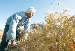 أزمة القمح.. الفلاحون بين التقاوي والأسمدة وسوق سوداء تلتهم موسم الزراعة