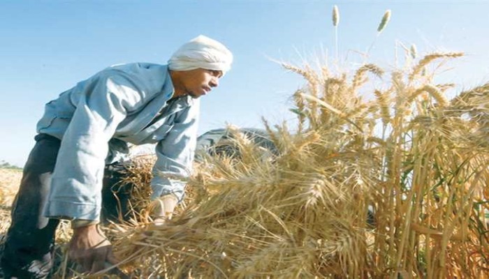 أزمة القمح.. الفلاحون بين التقاوي والأسمدة وسوق سوداء تلتهم موسم الزراعة