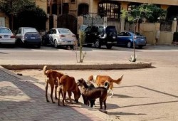 تصدير الكلاب الضالة.. حلٌّ للأزمة أم تجارة جديدة على جثّة فشل الدولة؟