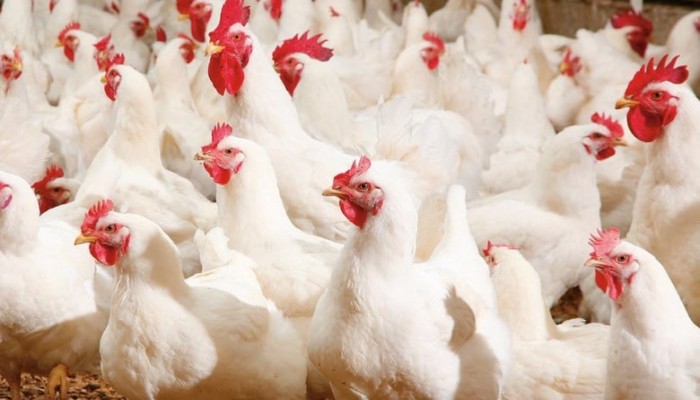 جنون الأسواق بمصر.. أسعار الدواجن تقترب من 100 جنيه قبل رمضان